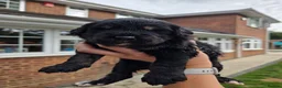 Goldendoodle dogs for sale: 🐾 Beautiful F1 Goldendoodle Puppies Available 🐾  - Advert 5