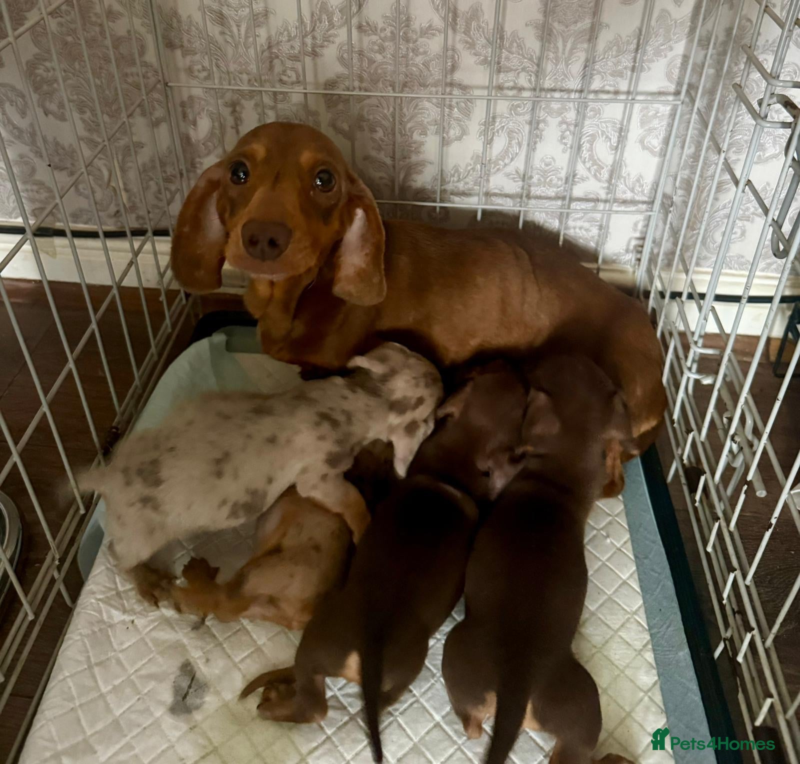 Dachshund dogs Miniature dachshund  - Advert 3