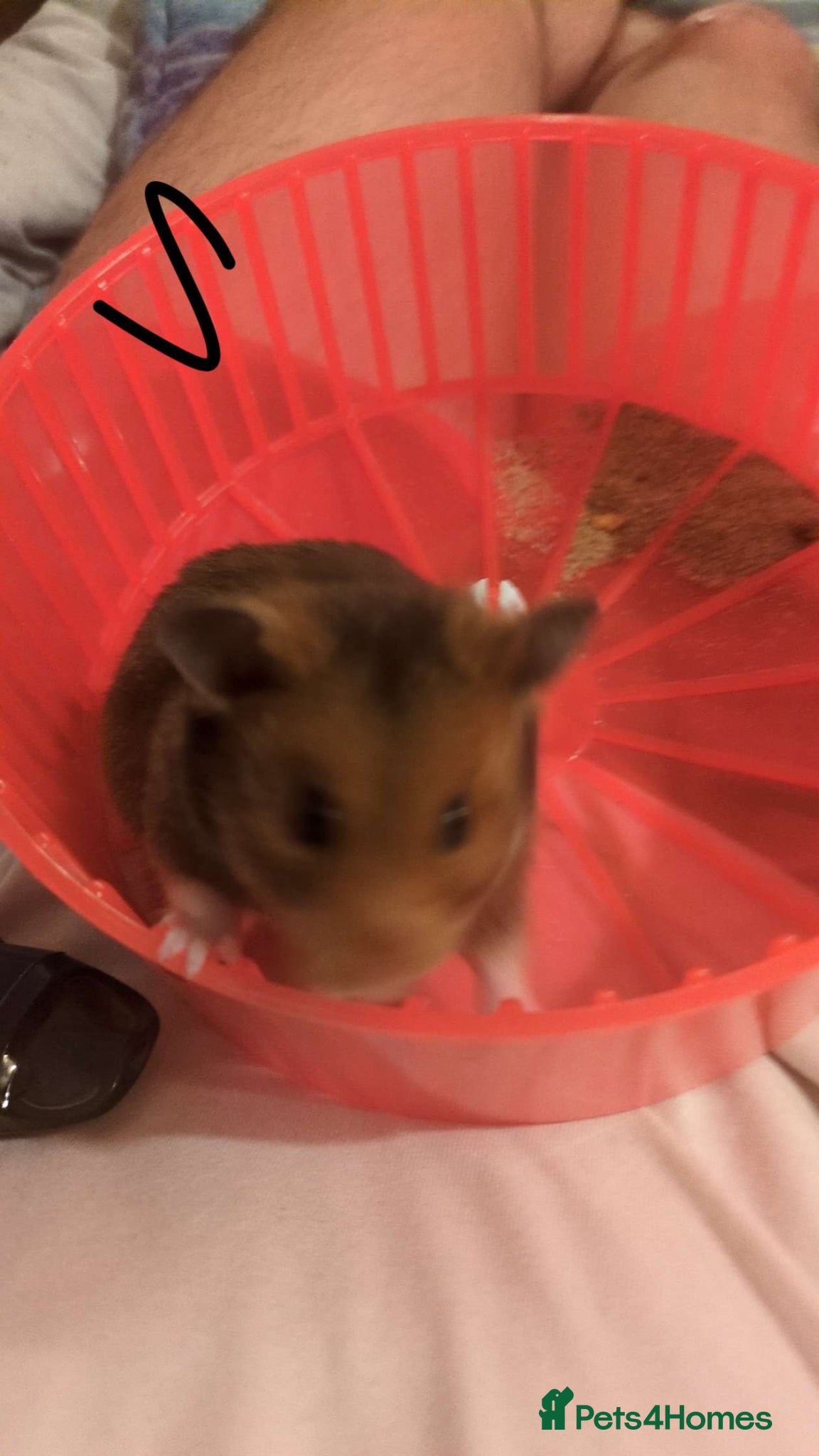 Hamster rodents for sale: Brown Syrian hamster and cage  - Advert 5