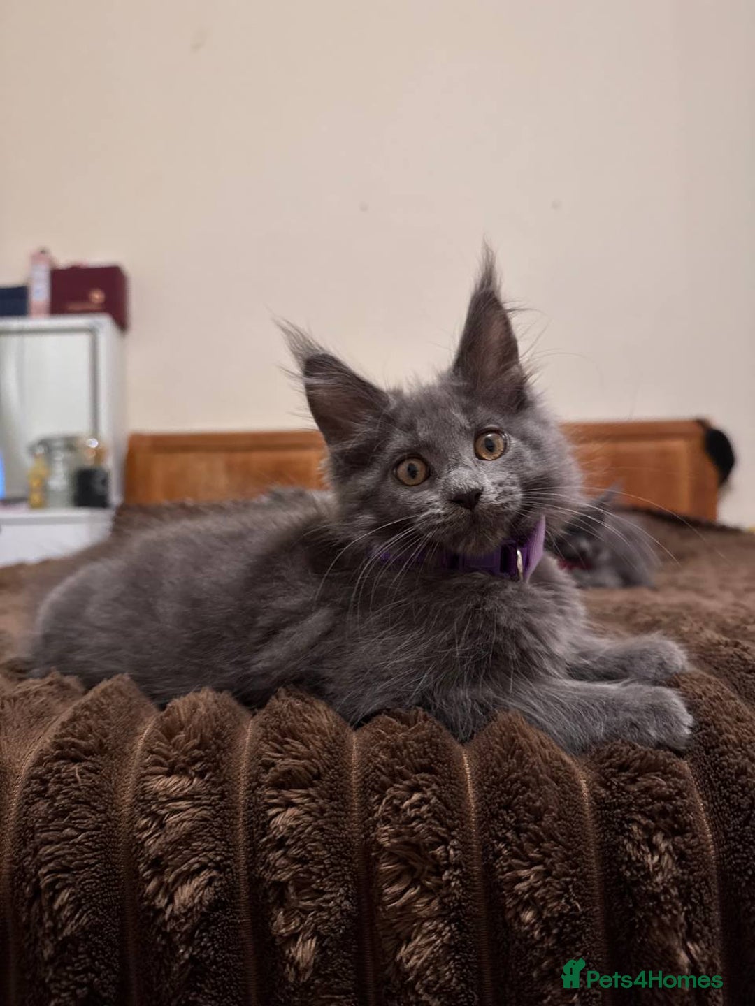 Maine Coon cats for sale: Upcoming Pedigree MaineCoonLitterReservations Open - Advert 18