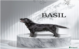 Labrador Retriever dogs for sale: Show Chunky Black & Yellow Labradors  - Advert 12