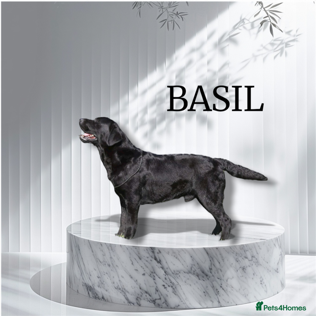 Labrador Retriever dogs for sale: Show Chunky Black & Yellow Labradors  - Advert 12