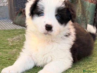 Border Collie dogs 3 puppies left from international champion line - Advert 1