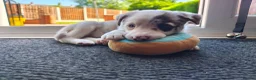 Border Collie dogs for sale: Border collie puppies - Advert 13