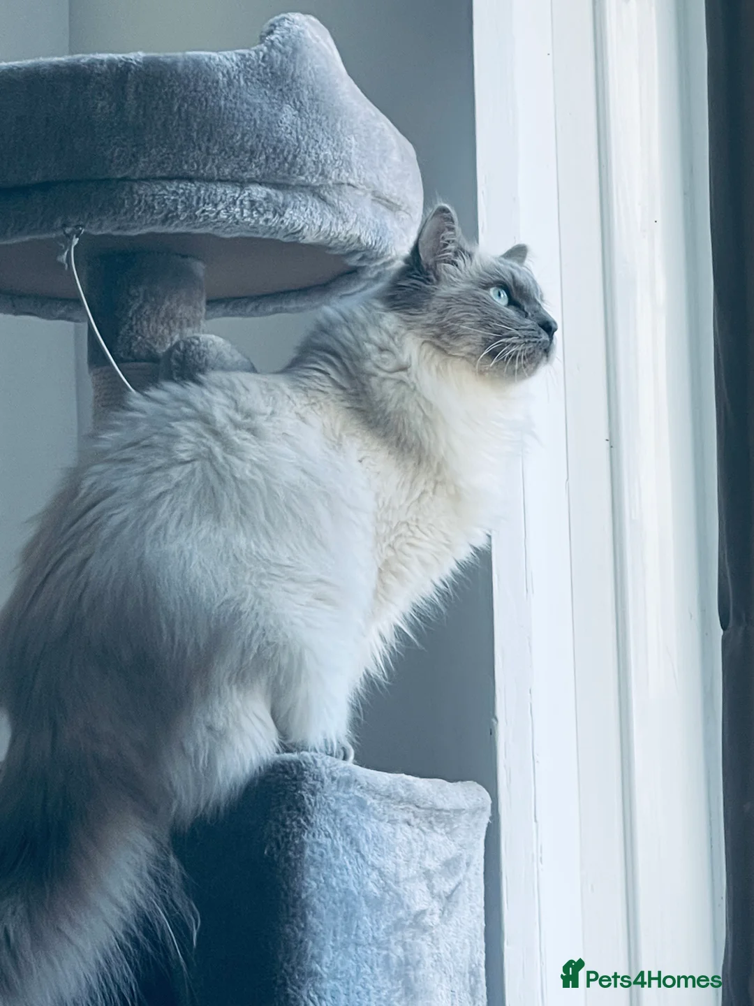 Ragdoll cats for stud: GCCF Proven Stud carrying chocolate in Glasgow - Advert 15