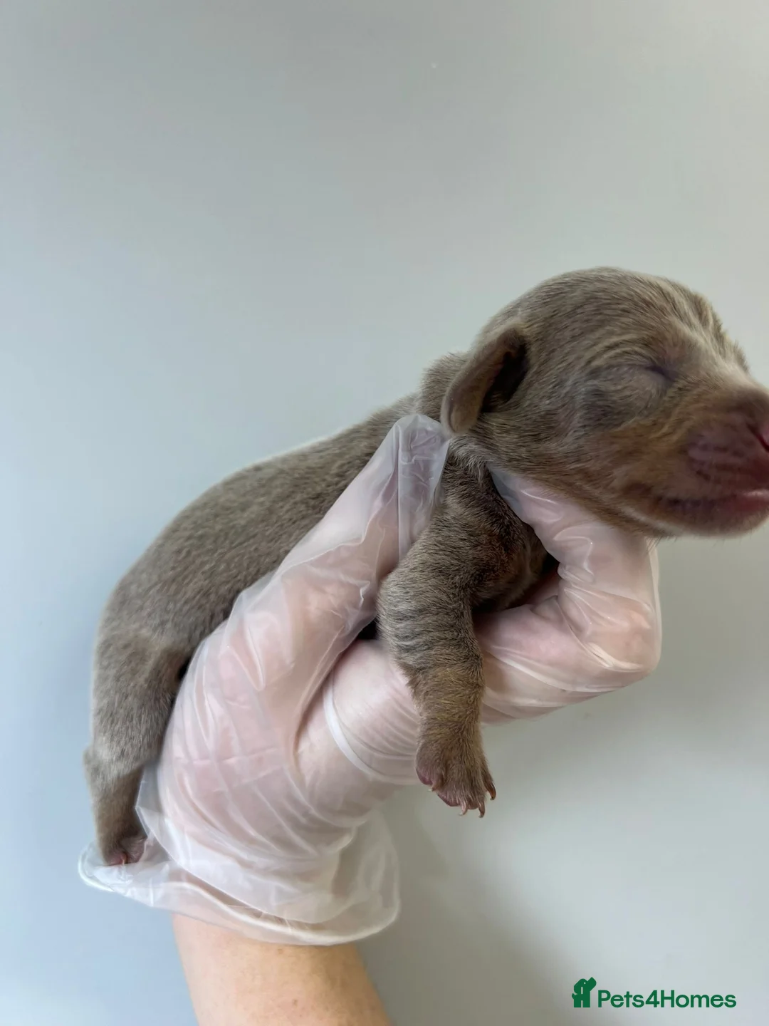 Miniature Dachshund dogs for sale: Beautiful KC Registered Minature Dachshunds  in Portsmouth - Advert 8