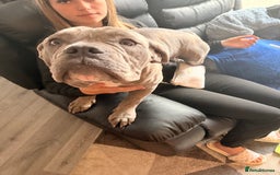 Dorset Olde Tyme Bulldogge dogs for sale: Olde thyme English bulldogge  in Middlesbrough - Image 8