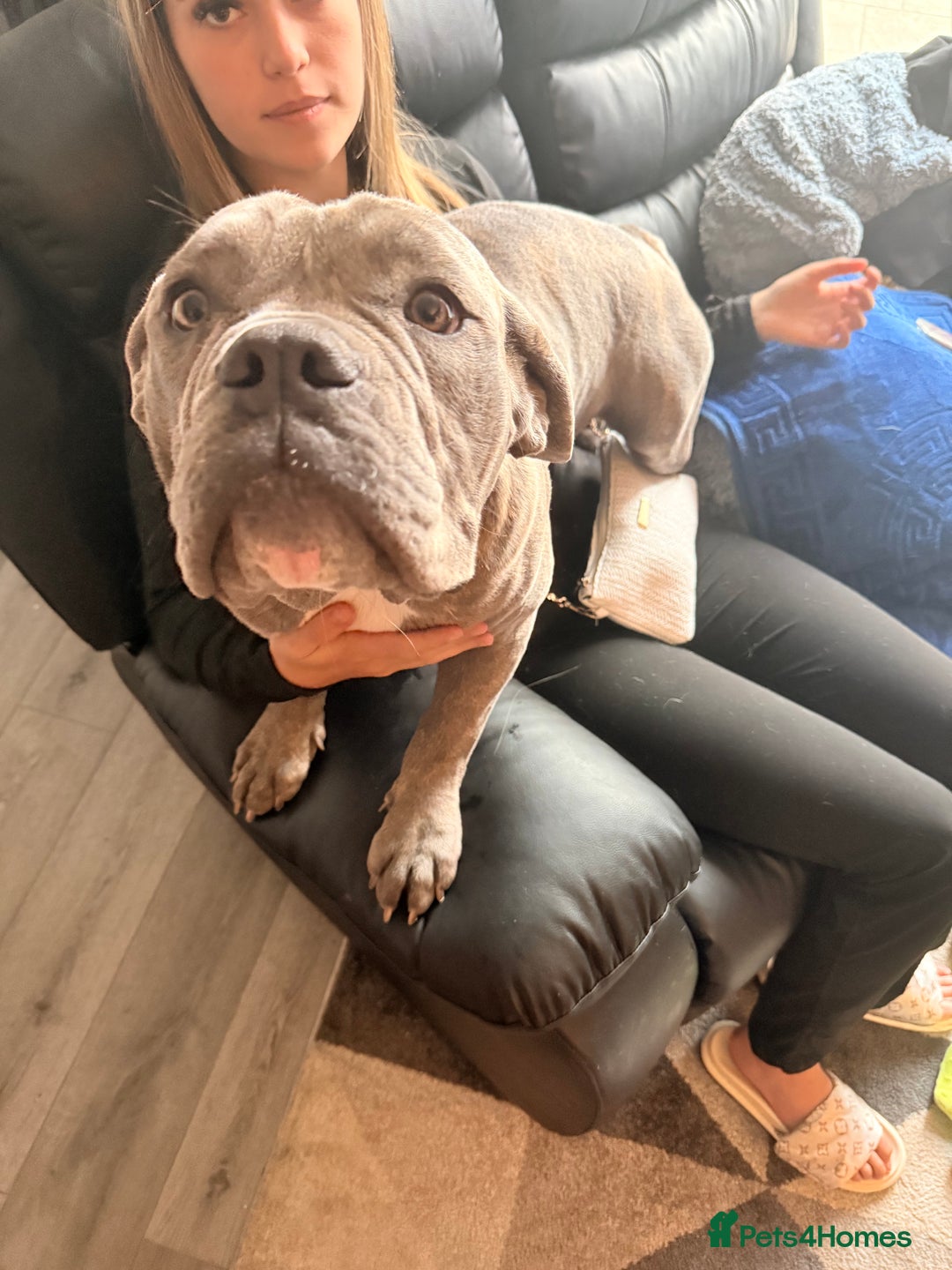 Dorset Olde Tyme Bulldogge dogs for sale: Olde thyme English bulldogge  in Middlesbrough - Image 8