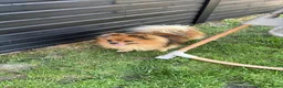 Pomeranian dogs for sale: 3 Year old male Pomeranian for sale  - Advert 3