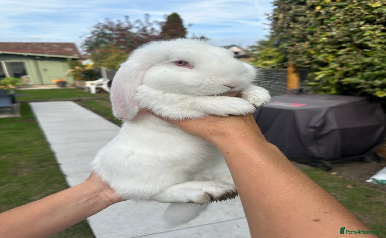 French Lop rabbits - Advert 1