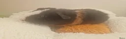Guinea Pig rodents for sale: Purebred Teddy tricolour boars, male guinea pigs in Faringdon - Advert 8