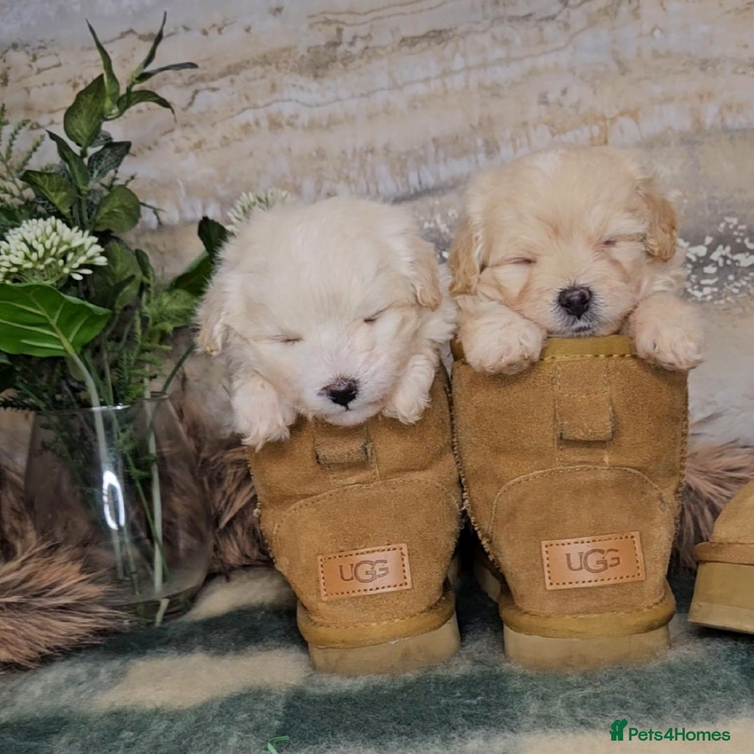 Maltipoo dogs Exceptional TINY toy🧸 Japanese X Asian Maltipoos - Advert 1