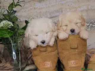 Maltipoo dogs Exceptional TINY toy🧸 Japanese X Asian Maltipoos - Advert 1