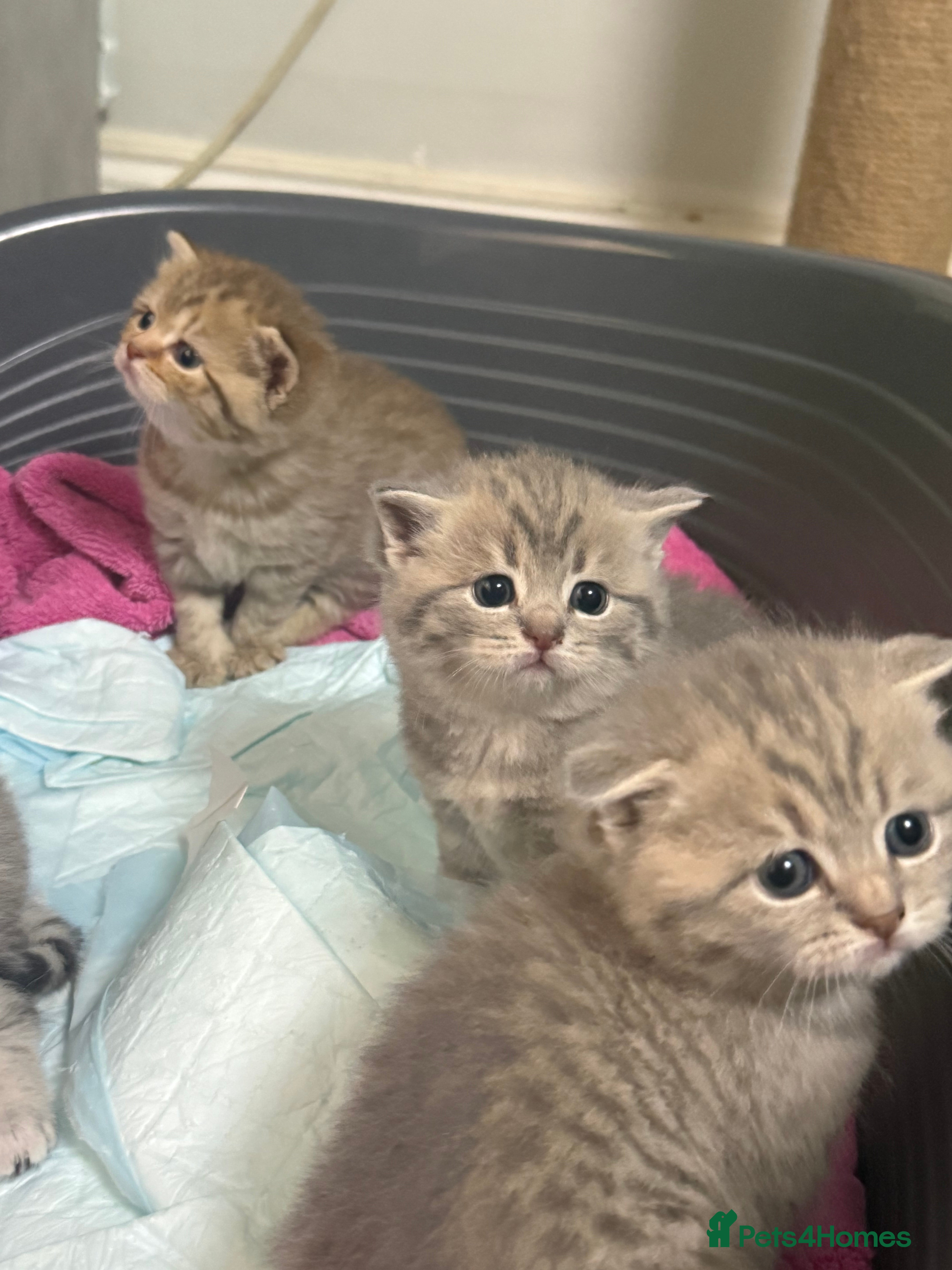 British Shorthair cats BSH kittens - Advert 2