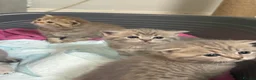 British Shorthair cats for sale: Last 2 kitten available  - Advert 33