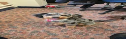 Cockapoo dogs for sale: Rehoming Charles in Plymouth - Advert 1