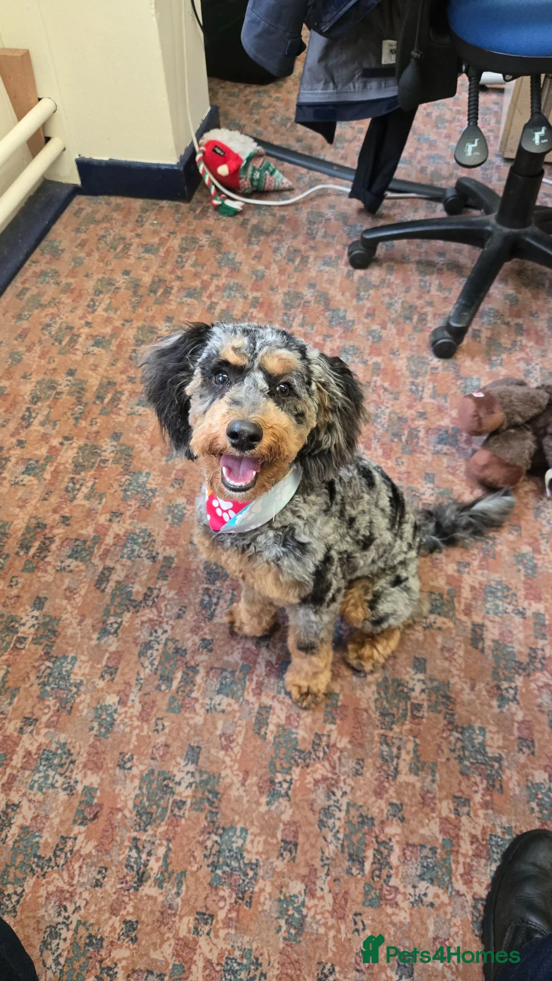Cockapoo dogs for sale: Rehoming Charles in Plymouth - Advert 1