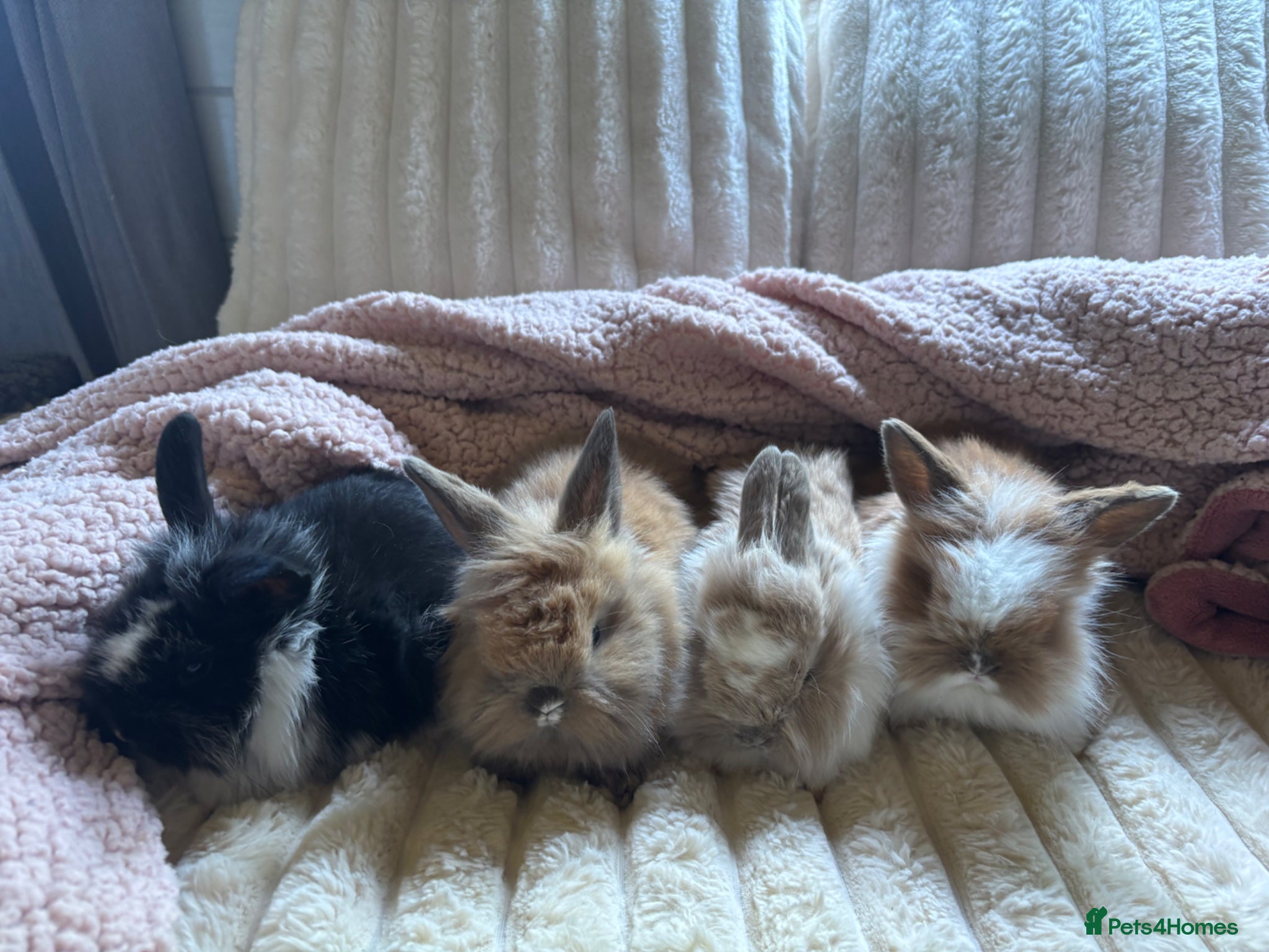 Lionhead rabbits Baby lionhead cross flop rabbits  - Advert 10