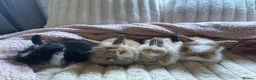Lionhead rabbits for sale: Baby lionhead cross flop rabbits  - Advert 2