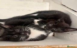 Mixed Breed cats for sale: 🚨TWO BOYS URGENTLY NEEDING HOMES🚨 - Image 8