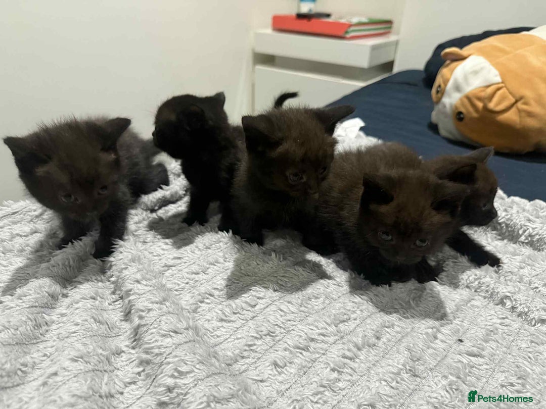 British Shorthair cats for sale: 5 kittens looking for a new home - Image 3