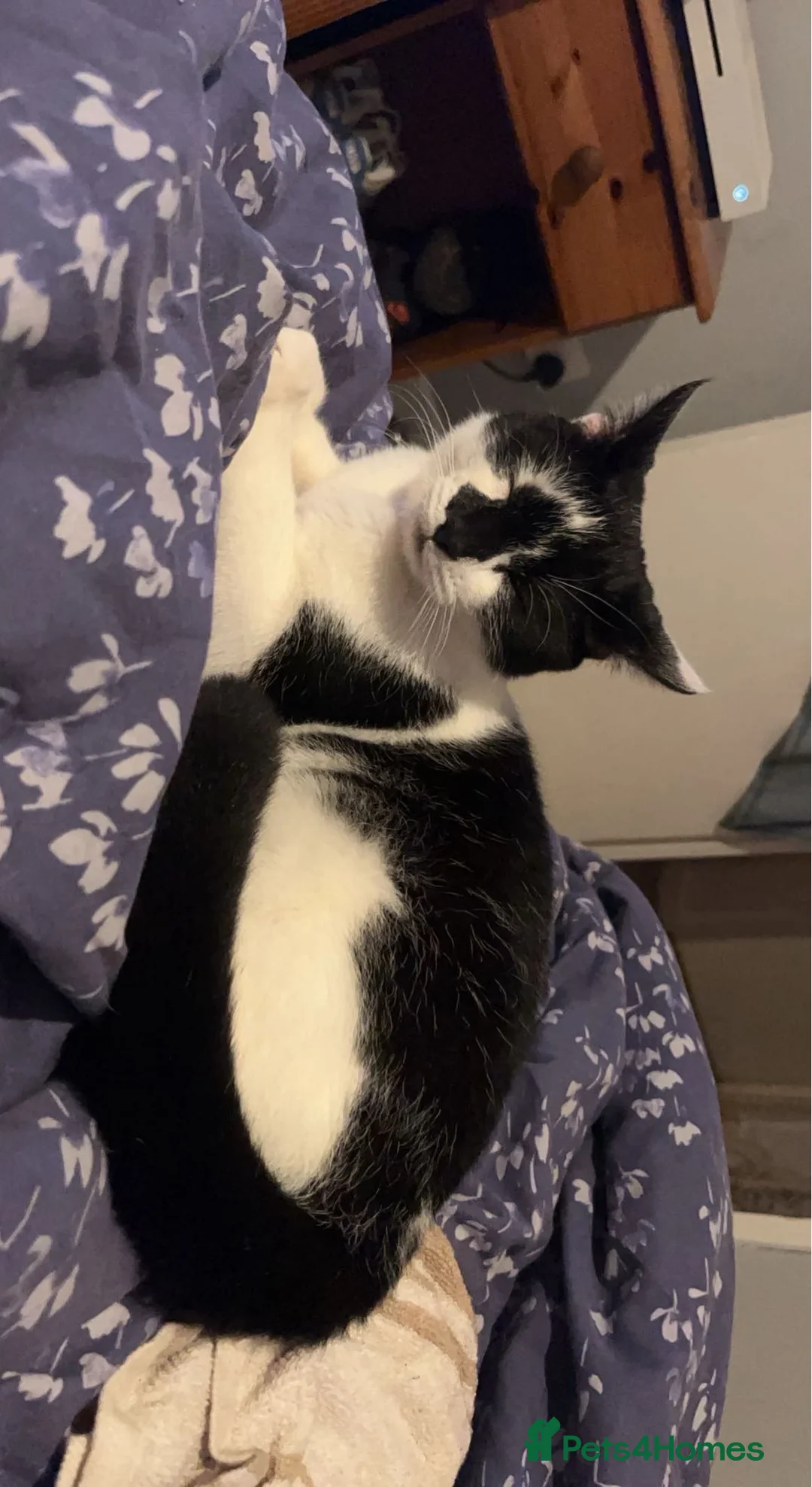 Mixed Breed cats for sale: 3 indoor cats seperate or together - Advert 2