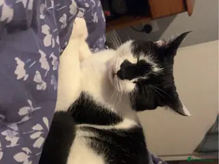 Mixed Breed cats 2 indoor cats seperate or together - Advert 7