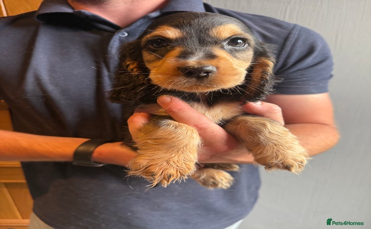 Cocker Spaniel dogs - Advert 5