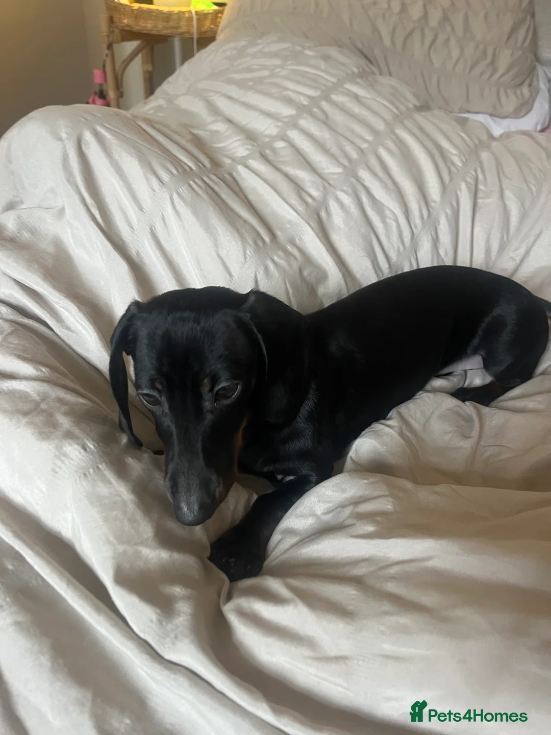 Miniature Dachshund dogs for sale: MINIATURE DASCHUND BABY GIRL in Brighton - Advert 3