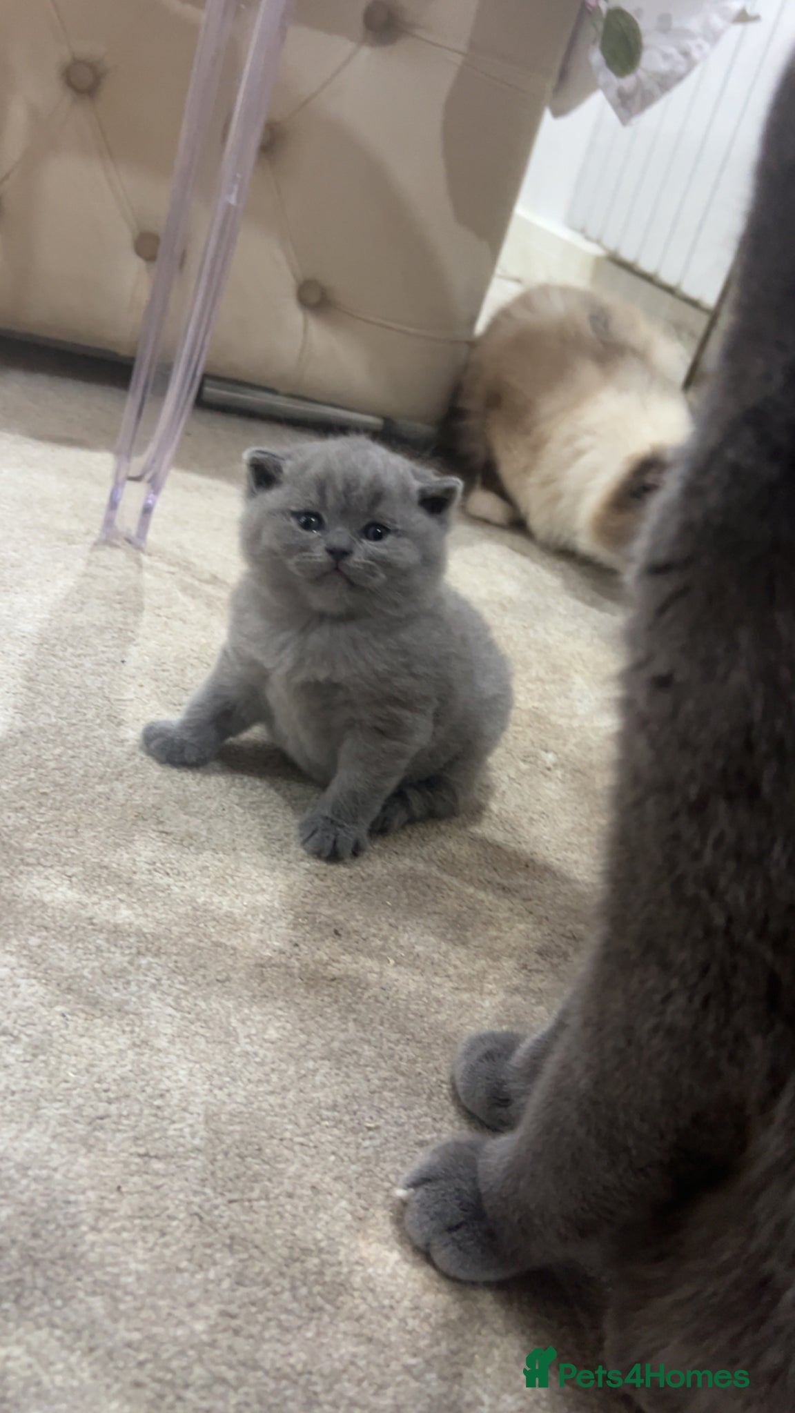 British Shorthair cats     Beautiful BSH Kittens GCCF Reg,Champion Sired  - Advert 1