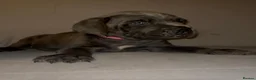 Cane Corso dogs for sale: 1 left 🐾🐶Cane Corso Mastiff Puppies for Sale  - Advert 18