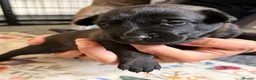 Belgian Shepherd Dog dogs for sale: Stunning Belgian Malinois Puppies  - Advert 6