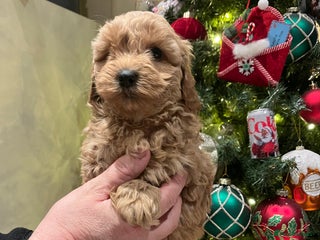Shihpoo dogs beautiful shihpoo litter - Advert 14