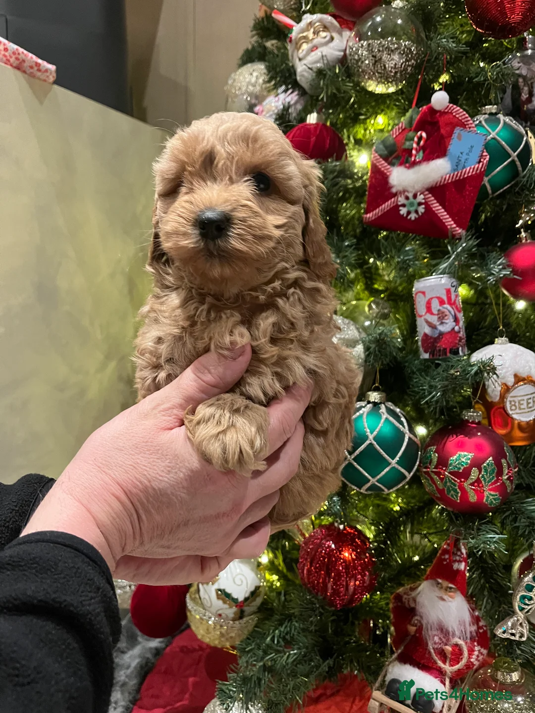 Shihpoo dogs for sale: 1 girl left shihpoo puppy fully vaccinated  - Advert 2
