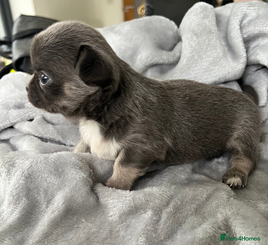 Chihuahua dogs for sale: Stunning top quality long haired Chihuahuas - Advert 2