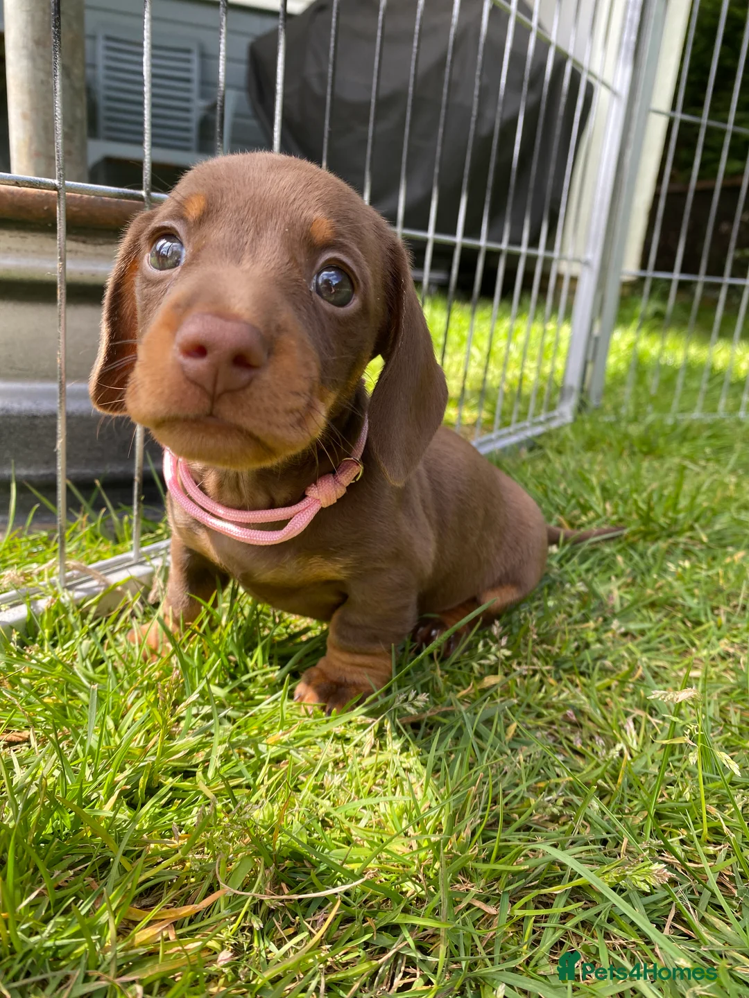 Miniature Dachshund dogs for stud: Kc, pra clear Miniature smooth dachshund. in King's Lynn - Advert 10