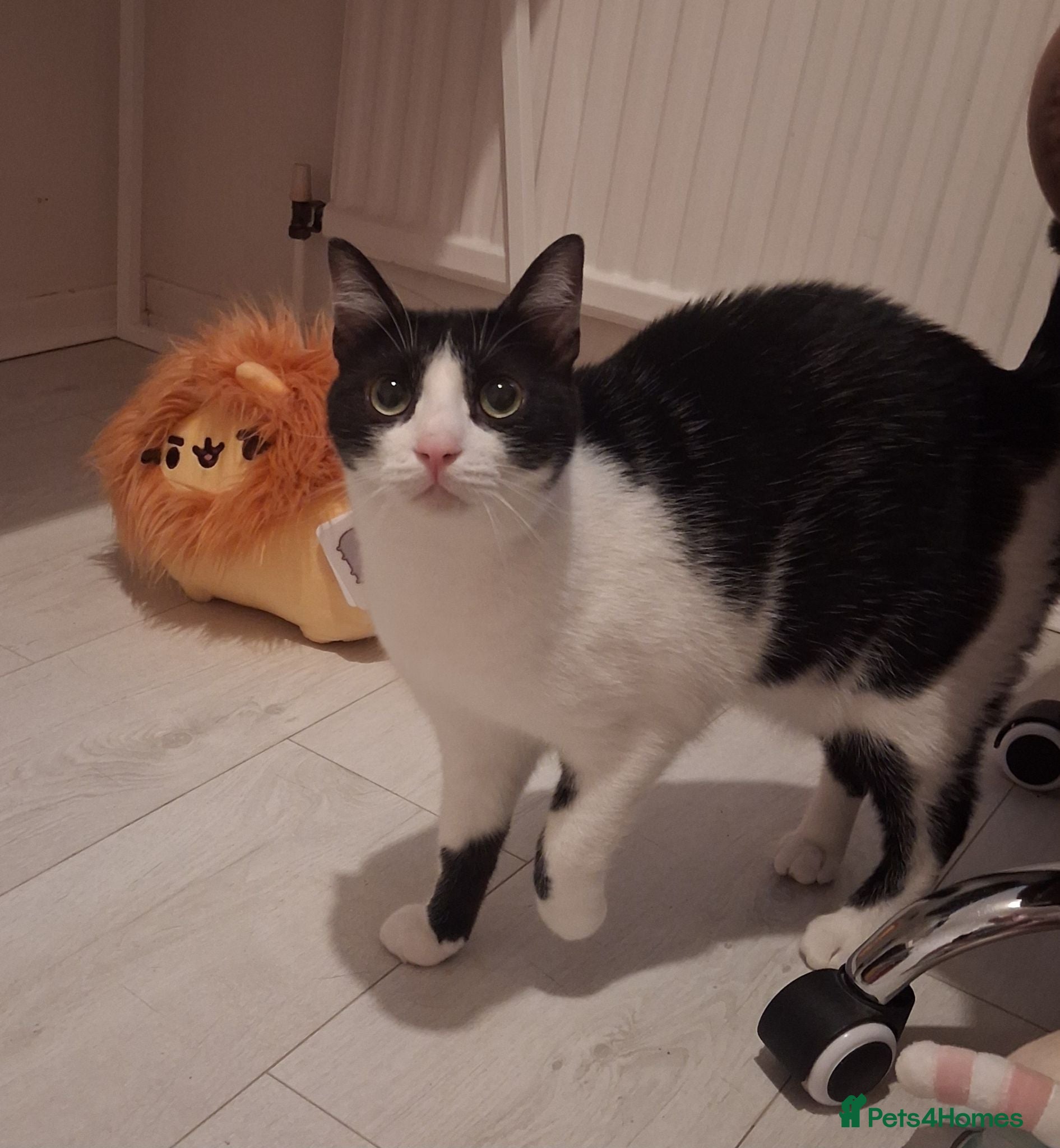 Mixed Breed cats Full of cuddles Shakira <3 - Advert 4