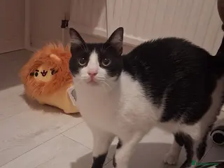 Mixed Breed cats Full of cuddles Shakira <3 - Advert 4