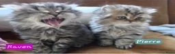 Persian cats for sale: Beautiful Persian Kittens – 2 Girls & 1 Boy - Advert 21