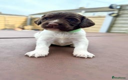 English Springer Spaniel dogs for sale: English Springer Spaniel pups - Image 7