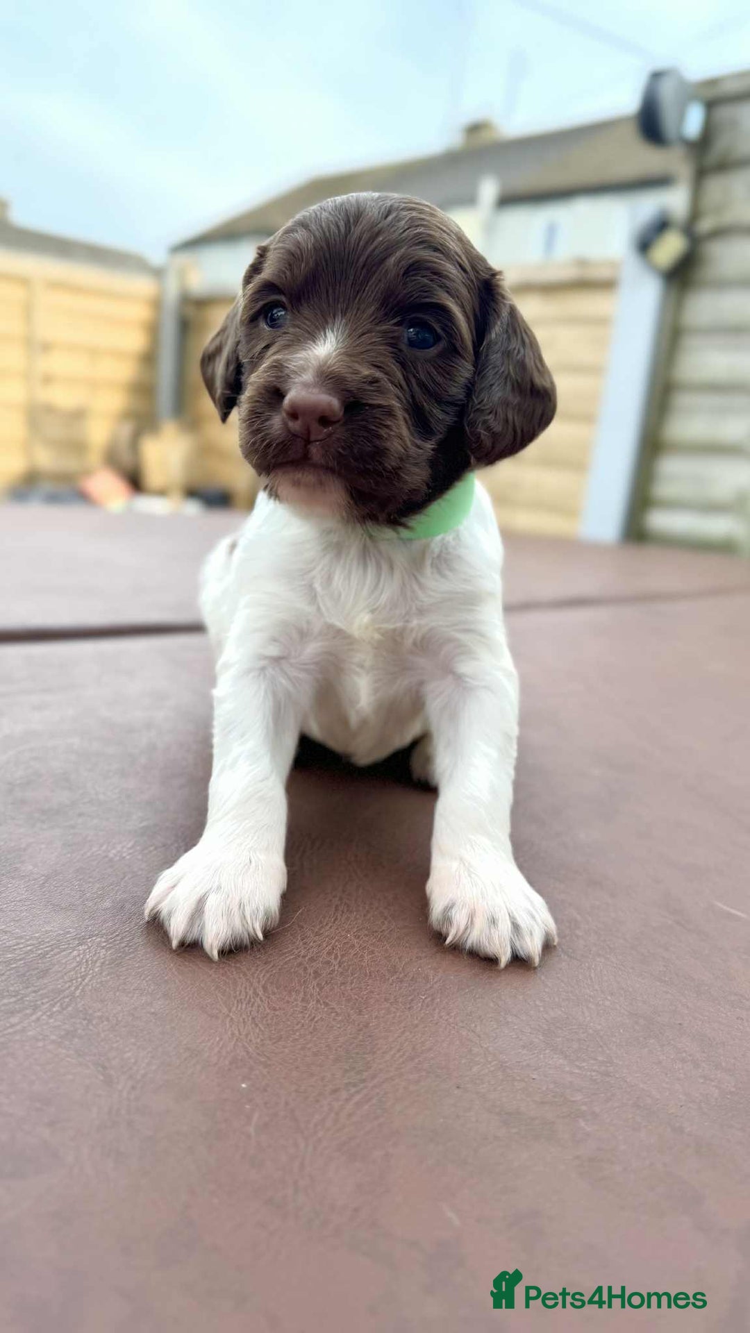 English Springer Spaniel dogs for sale: English Springer Spaniel pups - Image 7