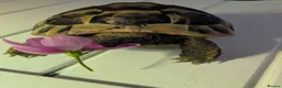 Hermann Tortoise reptiles for sale: Herman tortoise in Merthyr Tydfil - Advert 4