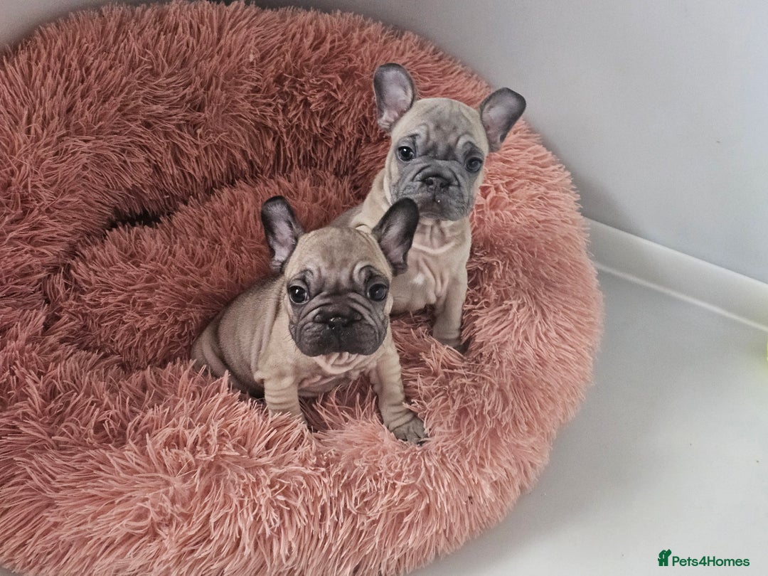French Bulldog dogs for sale: Beautiful Velvet French Bulldog Puppies - Image 6