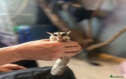 Sugar Glider rodents for sale: breeding pair of sugar gliders  - Image 2