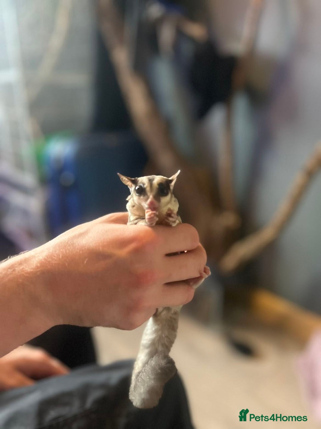 Sugar Glider rodents for sale: breeding pair of sugar gliders  - Image 2