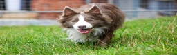 Border Collie dogs for stud: Exceptional Lilac & White DNA clear Border Collie in Saint Asaph - Advert 9