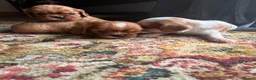 Cavalier King Charles Spaniel dogs for sale: King Charles Cavalier Puppies - Advert 11