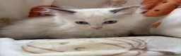 Ragdoll cats for sale: ✨ Beautiful GCCF Ragdoll Kittens from Serenity✨ - Advert 15