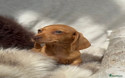 Miniature Dachshund dogs for sale: READY TO LEAVE Rainbow KC Reg Miniature Dachshunds - Image 35