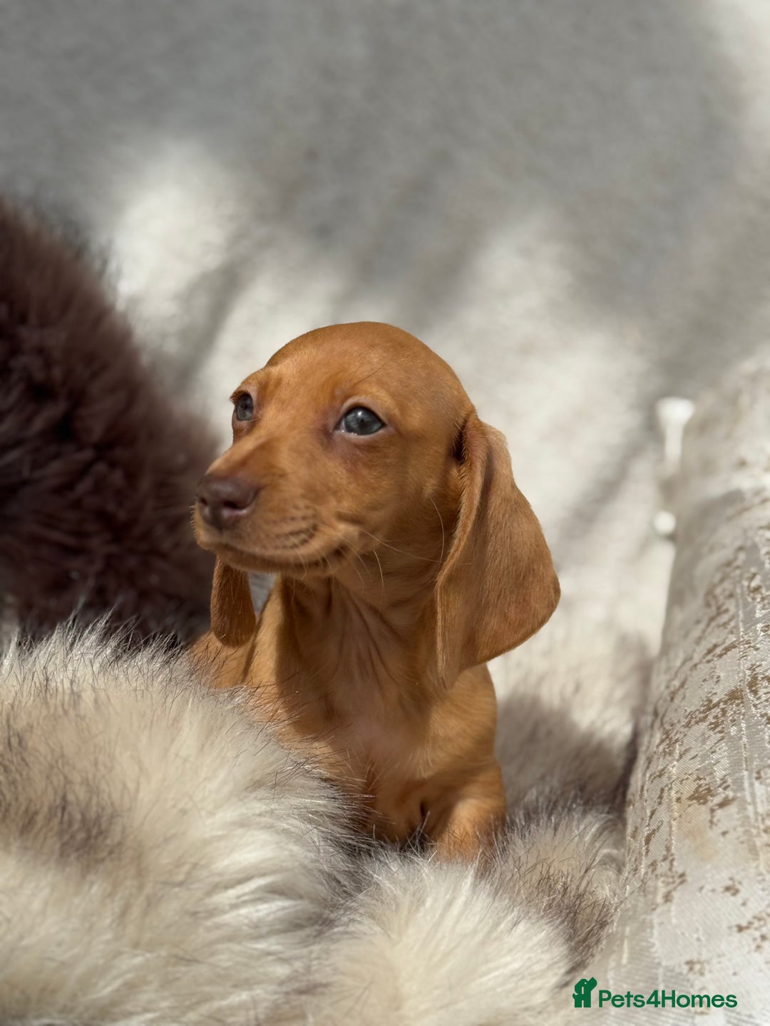 Miniature Dachshund dogs for sale: READY TO LEAVE Rainbow KC Reg Miniature Dachshunds - Image 35
